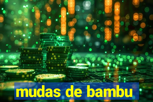 mudas de bambu